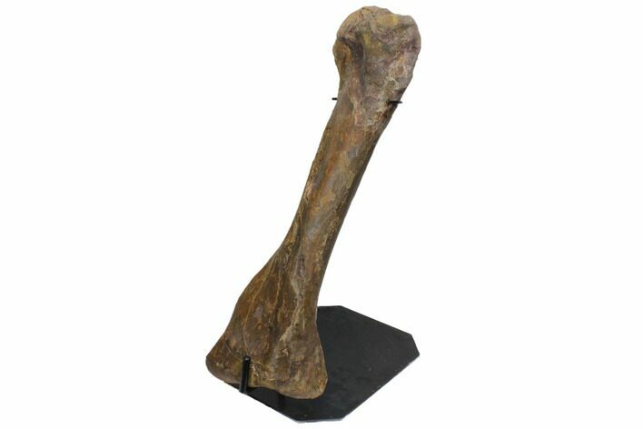 Hadrosaur (Edmontosaurus) Tibia With Metal Stand - Wyoming #129428